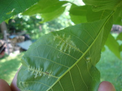 Pseudomicrostroma juglandis