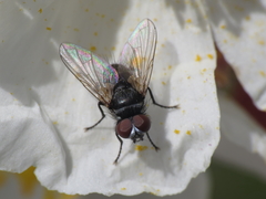 Graphogaster vestita