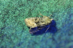 Mesoligia