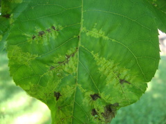 Pseudomicrostroma juglandis