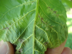 Pseudomicrostroma juglandis
