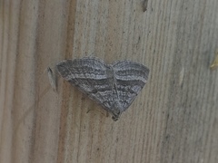 Scotopteryx coarctaria