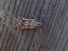 Acrobasis porphyrella