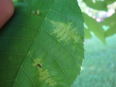 Pseudomicrostroma juglandis