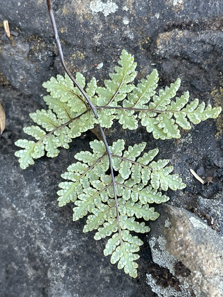 Cheilanthes pentagona