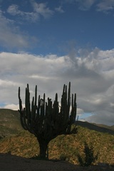 Isolatocereus dumortieri