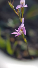 Disa obliqua