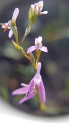 Disa obliqua