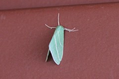 Synchlora bistriaria