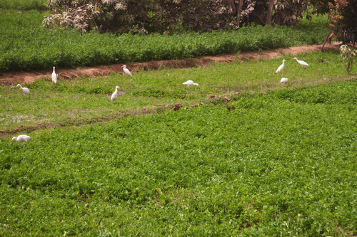 Western Cattle-Egret