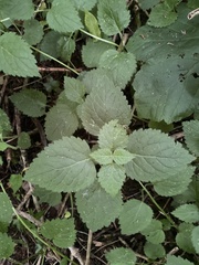 Lamium galeobdolon