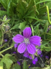 Geranium nodosum