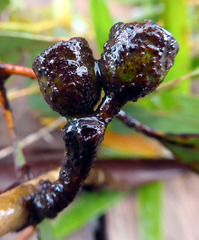 Eucalyptus macrandra