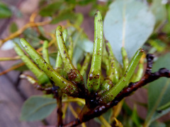 Eucalyptus macrandra