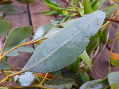 Eucalyptus macrandra