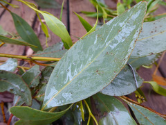 Eucalyptus macrandra