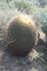 Ferocactus histrix
