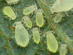 Chaitophorus capreae