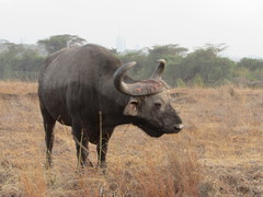 Syncerus caffer