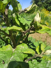 Myzus cerasi