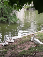 Anser anser domesticus