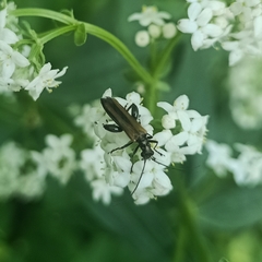 Oedemera femorata