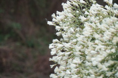 Baccharis halimifolia image