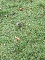 Passer domesticus