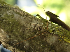 Leiopus femoratus
