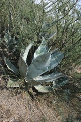Agave asperrima asperrima