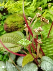 Monolena primuliflora