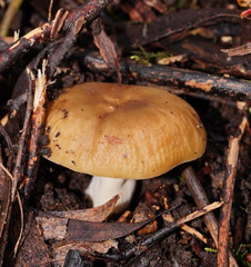 Russula neerimea