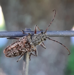 Anthophylax attenuatus