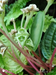 Monolena primuliflora