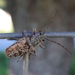 Anthophylax attenuatus