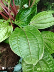 Monolena primuliflora