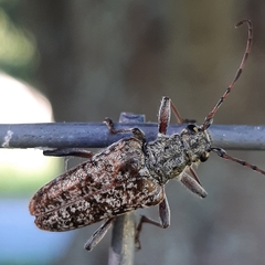 Anthophylax attenuatus