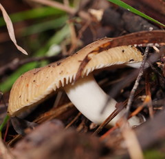 Russula neerimea