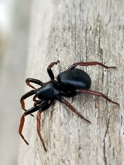 Trachyzelotes pedestris