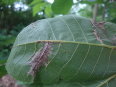 Pseudomicrostroma juglandis