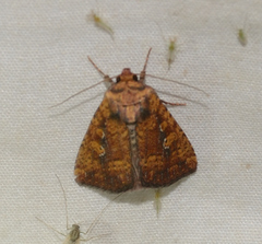 Perigea xanthioides