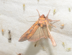 Perigea xanthioides