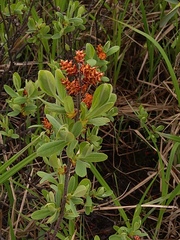 Myrica gale tomentosa