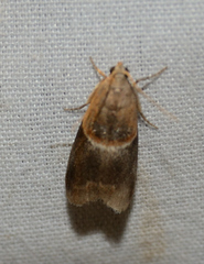 Acrobasis demotella
