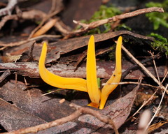 Clavulinopsis amoena