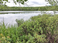 Myrica gale tomentosa