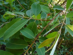 Cratoxylum