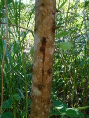 Cratoxylum