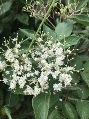 Sambucus nigra