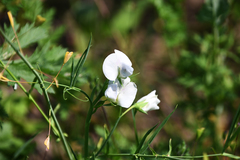 Lathyrus sativus